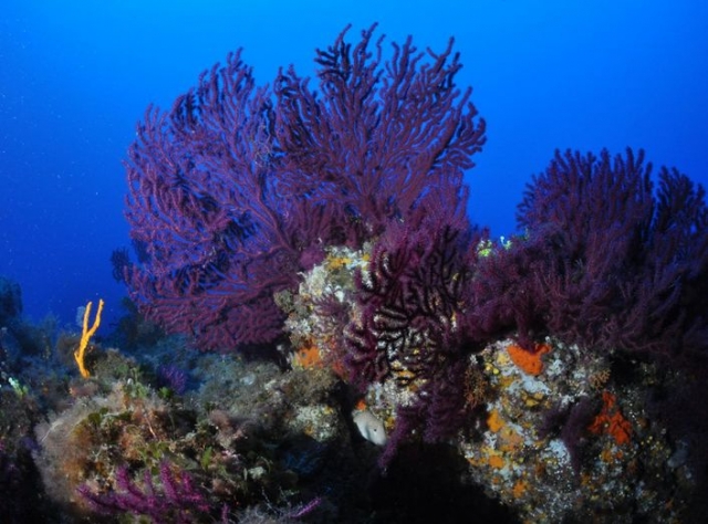  鲁斯岛的水下奇观 